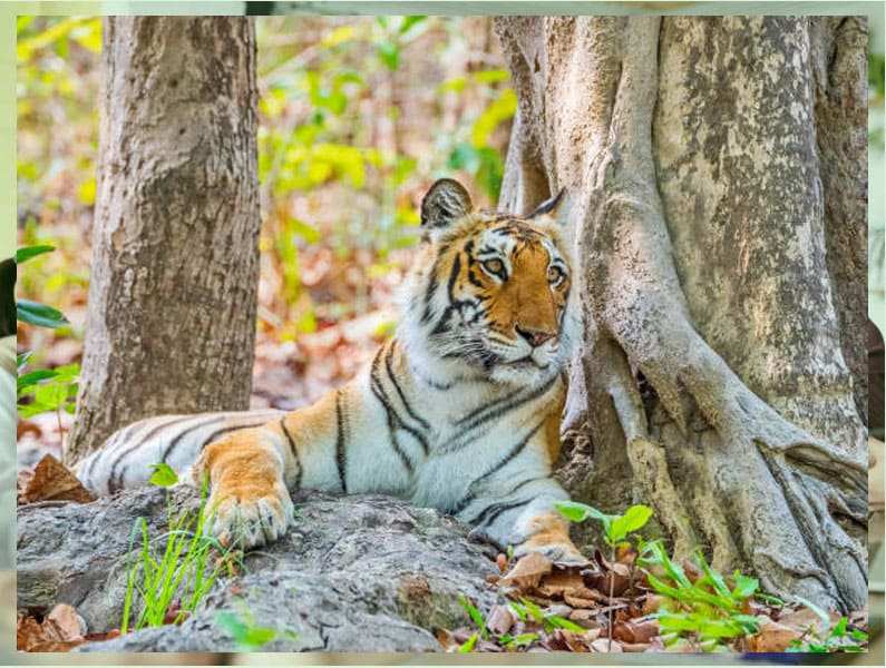 Jim Corbett National Park